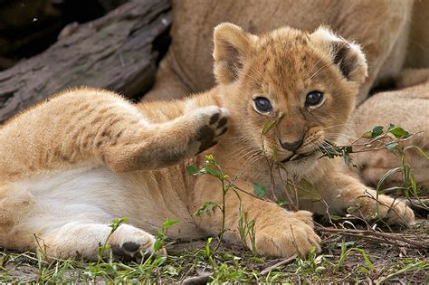 Lion Cub | Sean Crane Photography