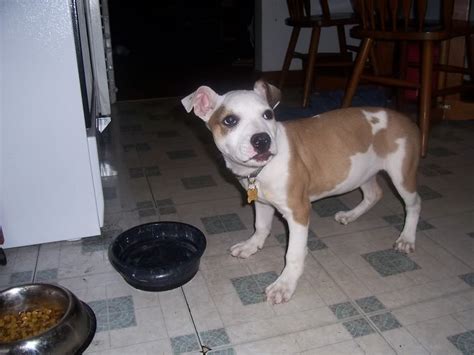 Chipit (Chihuahua-American Pit Bull Terrier Mix) Info and Pictures