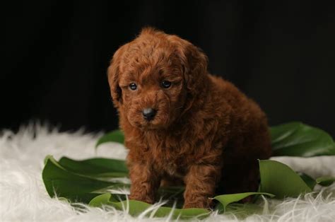 Teacup Poodle: The Ultimate Guide to Raising a Tiny Canine Friend