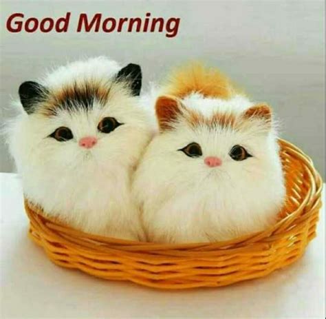 Good Morning With Cute Animals - BUSINESS BVH