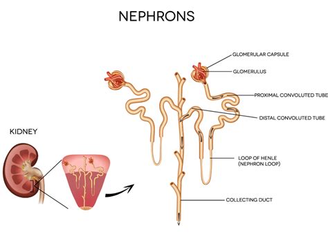 Did You Know? Loop Diuretics - HealthDirect