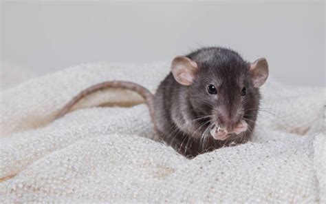Rat Noises: 8 Common Rat Sounds & The Meaning Behind Them (Videos)