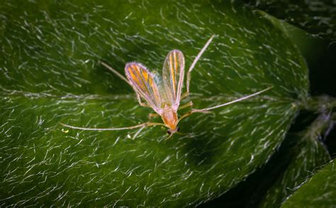 Brown Insect On Leaf · Free Stock Photo