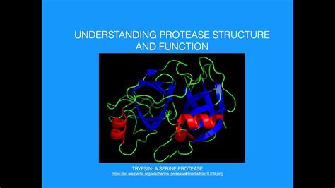 Understanding Protease Structure/Function - YouTube