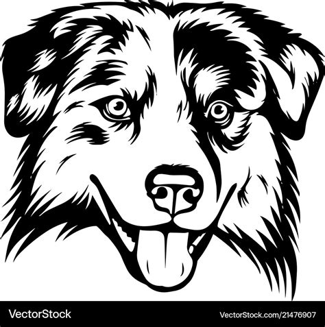 Australian shepherd sheltie dog breed pet face Vector Image