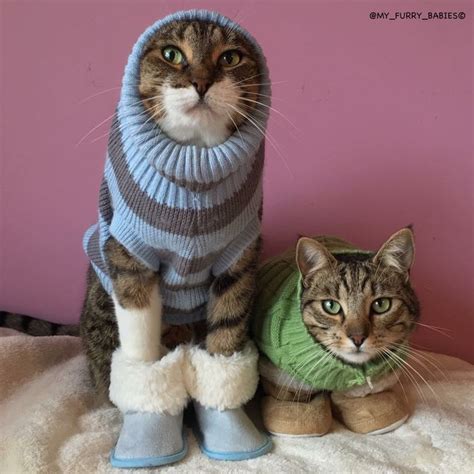 Pin by Gail on Cats in Sweaters | Funny cat videos, Cute animals, Funny ...