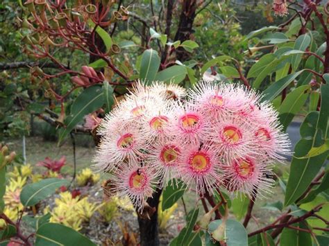 Eucalyptus Cedar Creek, Queensland Australia with native bees ...