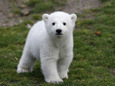 VIDEO: Primeros pasos de oso polar bebé en zoo de Toronto - Changoonga.com