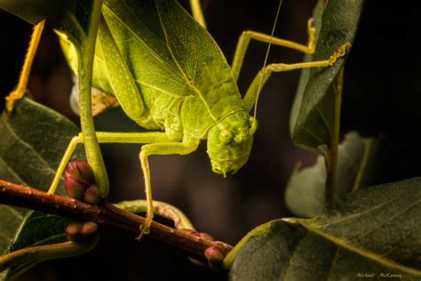 The Short, Sedentary, Solitary Life of a Katydid - Owlcation