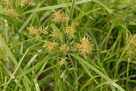 yellow-nutsedge-by-d-dodds_ | National Railroad Contractors Association