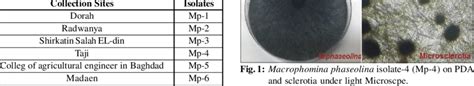 Isolates Macrophomina phaseolina and Collection Sites. | Download ...