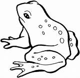 Free Printable Frog Coloring Pages For Kids sketch template