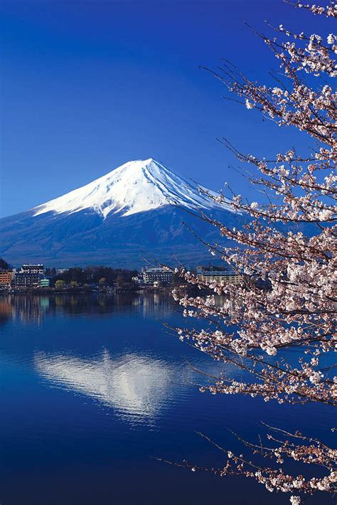 Beautiful cherry blossoms with Mount Fuji, japan (by Prasit ...