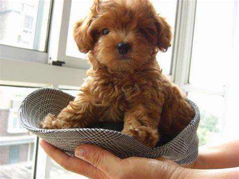 Pet's We Love: Top 5 Cutest Small Dog Breeds