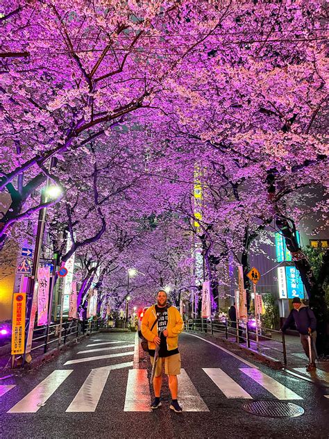 Where To See Cherry Blossoms in Tokyo - Jakes on a Plane