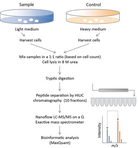 Quantitative Mass Spectrometry-based Proteomics | IntechOpen