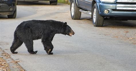 Where to see wildlife in the Smoky Mountains; Our top tips