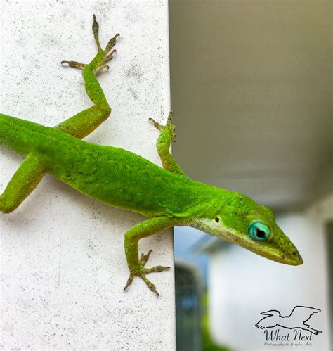 The Beautiful Green Anole is the Only Anole that is Native to the US ...