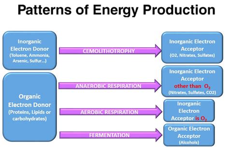 Microbial Metabolism - SCIENTIST CINDY