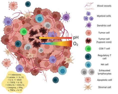 Tumor Microenvironment