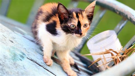 A Calico Cat Wears a Coat of Many Colors | HowStuffWorks