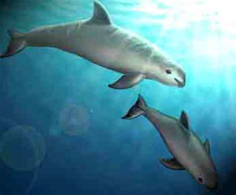 Vaquita - A Critically Endangered Species | HubPages