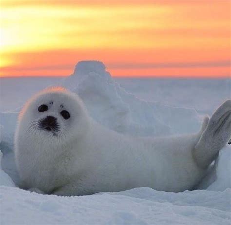 Pin by Stephanie C. on Kawaii ️ | Cute animals, Cute seals, Baby seal