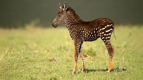 Rare polka-dotted baby zebra discovered in Kenya, incredible photos show | Fox News