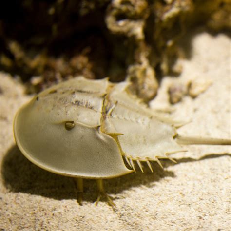 Atlantic Horseshoe Crab (Limulus polyphemus) - ANGARI Foundation