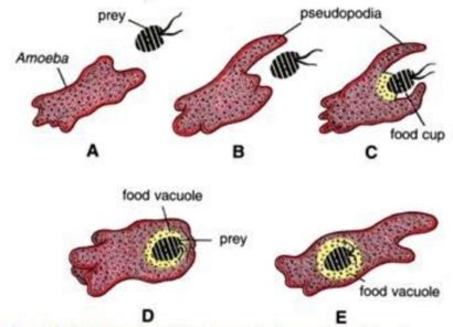 How does an amoeba obtain its food - explain with a diagram? | Homework ...