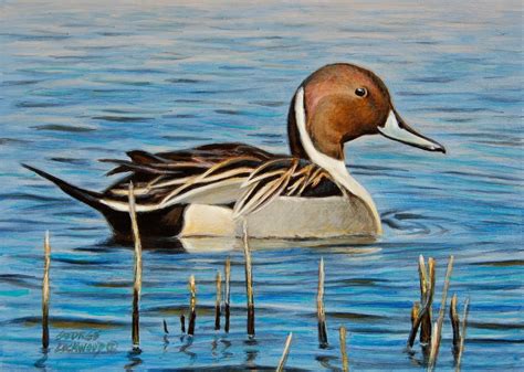 George Lockwood's Daily Paintings: Pintail Drake 5x7