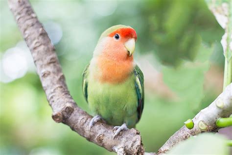 Small Green Parrot Species