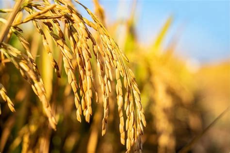 CGIAR initiative plants Golden Rice in Philippines | World Grain