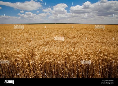 Desert agriculture. wheat field in the Negev Desert, Israel Stock Photo ...