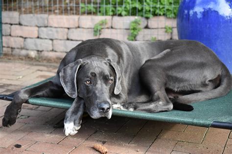 Dogue Alemão: inteligente e carinhoso | Raças de Cão | Continente