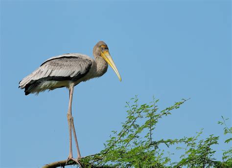 Pitti Bird Sanctuary - One of the Top Attractions in Lakshadweep, India - Yatra.com