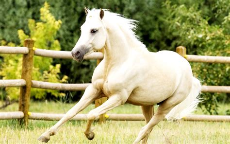 White Horses HD Wallpapers | Desktop Wallpapers