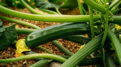 How to Plant, Grow, and Care for Zucchini