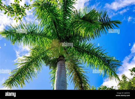 Royal Palm Tree, A Cuban National Symbol Stock Photo - Alamy