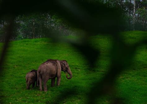 Exploring Elephant Sanctuaries in India: A Journey with Elefanjoy