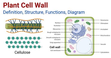 Components Of Plant Cell Wall