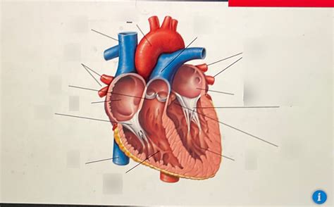 Heart Anatomy Diagram | Quizlet