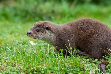 Eurasian Otter by Alex Hibbert - Stocksy United