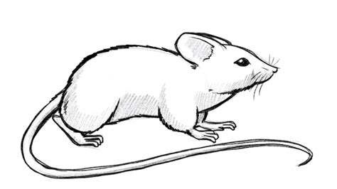 Learn to draw a mouse - Exercise with simple shapes [VIDEO]