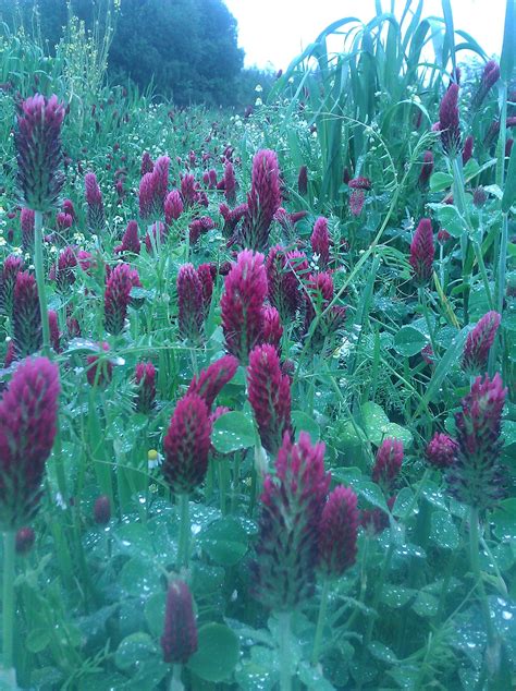 Red clover is traditionally grown as a cover crop, but it is delicious ...