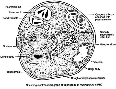 Plasmodium: Characteristic features and classification - Online Science Notes