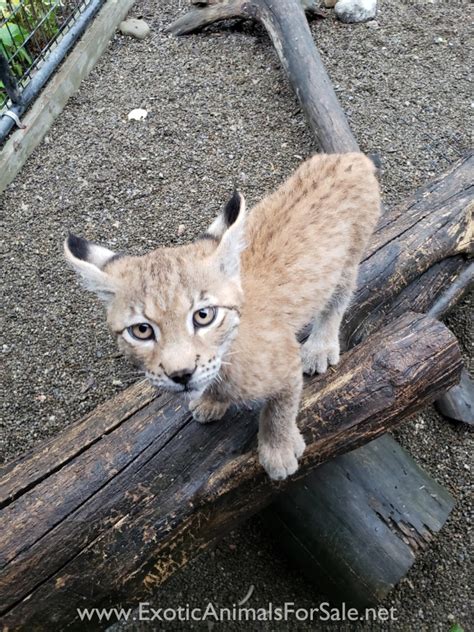 Eurasian Lynx, handraised cubs for Sale