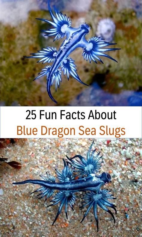 Over 25 amazing fun facts about Blue Dragon Sea Slugs, 25 fun facts ...