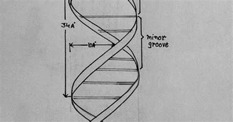 DRAW IT NEAT: How to draw DNA