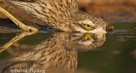 Six Tips for the Bird Photography Enthusiast - Yale University Press